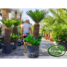 Cycas Revoluta 90-100cm törzsmagasság