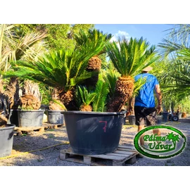 Cycas Revoluta ÓRIÁS var. 1
