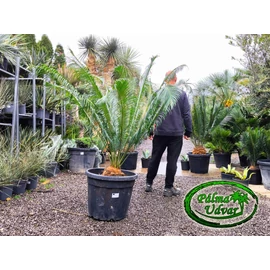Cycas Panzhihuaensis 20cm törzsmagasság