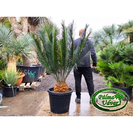 Cycas Panzhihuaensis 25cm törzsmagasság 