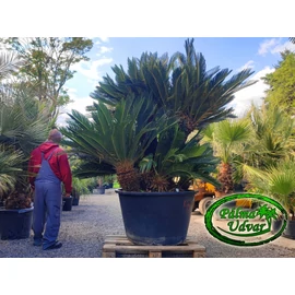 Cycas Revoluta ÓRIÁS var. 2