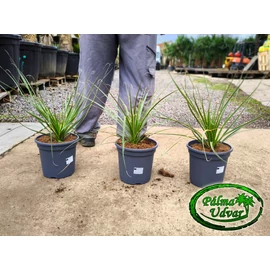 Dasylirion Serratifolium 3,5L- Üstökliliom