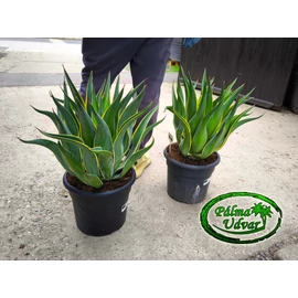Agave Desmetiana Variegata 40cm  Ø 