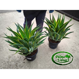 Agave Desmetiana Variegata Extra 50cm Ø