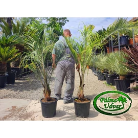 Dypsis decaryi - Háromszög pálma 140-170cm teljes magasság
