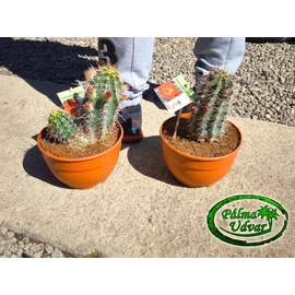 Echinocereus coccineus 20cm