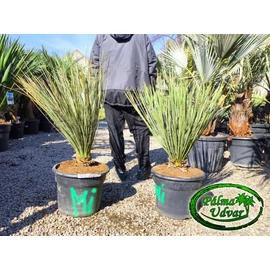 Yucca Elata - Szappan yukka 100-110cm teljes magasság