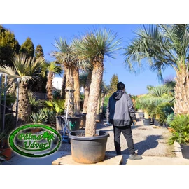 Yucca Elata - Szappan yukka törzs 180cm DUPLA