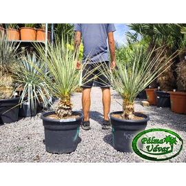 Yucca Elata - Szappan yukka 20cm törzsmagasság