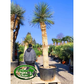 Yucca Elata - Szappan yukka törzs 225cm