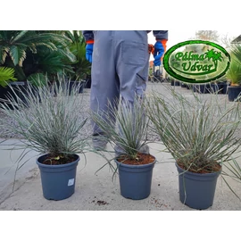 Yucca Elata - Szappan yukka 3,5L