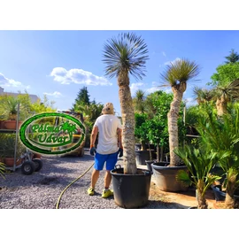 Yucca Elata - Szappan yukka Promo var. 1.