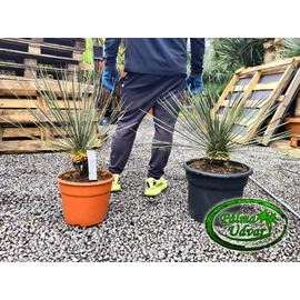 Yucca Elata - Szappan yukka 60-80cm teljes magasság