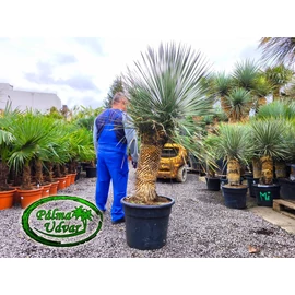 Yucca Elata - Szappan yukka 70-80cm törzsmagasság