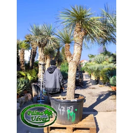 Yucca Elata - Szappan yukka TRIPLA törzs magasság 220cm