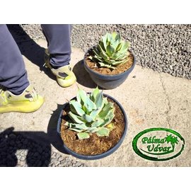Agave Potatorum 20cm  Ø  Eyescream