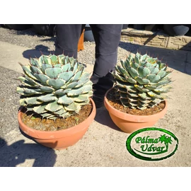 Agave Potatorum Eyescream EXTRA