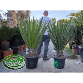 Yucca Faxoniana - Faxon jukka 120 -140cm teljes magasság