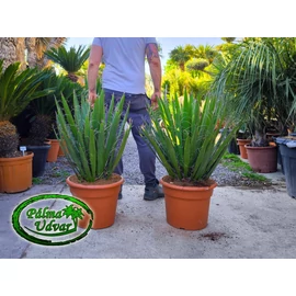 Yucca Faxoniana - Faxon jukka 80-100cm teljes magasság