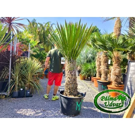 Yucca Faxoniana - Faxon jukka törzs 100cm EXTRA