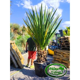Yucca Faxoniana - Faxon jukka törzs 100cm EXTRA var. 1.