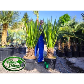 Yucca Faxoniana - Faxon jukka 150-160cm teljes magasság
