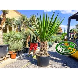 Yucca Faxoniana - Faxon jukka törzs 80-90cm