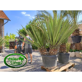 Yucca Faxoniana - Faxon jukka Dupla