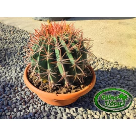 Ferocactus stainesii var. pilosus 25 cm Ø kaktusz