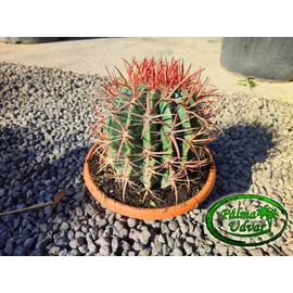 Ferocactus stainesii var. pilosus 30 cm Ø kaktusz