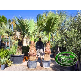 Washingtonia Filifera 100-110cm törzs