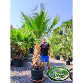 Washingtonia Filifera 100-110cm törzs