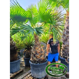 Washingtonia Filifera 110-120cm törzs