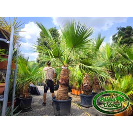 Washingtonia Filifera 110-120cm törzs