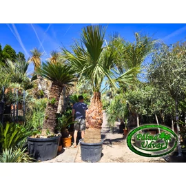 Washingtonia Filifera 120-130cm törzs
