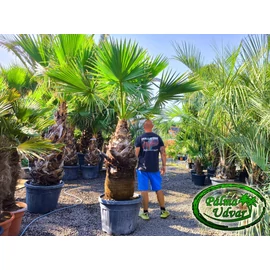 Washingtonia Filifera 130-140cm törzs