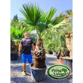Washingtonia Filifera 120cm törzs