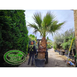 Washingtonia Filifera 150-160cm törzs
