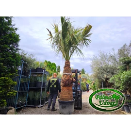 Washingtonia Filifera 160cm -170cm törzs