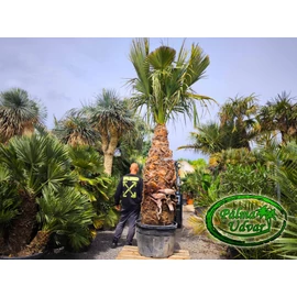 Washingtonia Filifera 170cm -180cm törzs