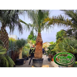 Washingtonia Filifera 190-200cm törzs