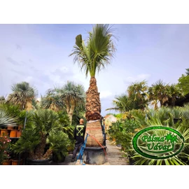Washingtonia Filifera 270cm törzs