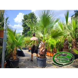 Washingtonia Filifera 80-90cm törzs