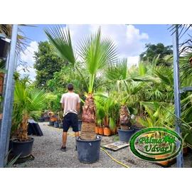 Washingtonia Filifera 90-100cm törzs
