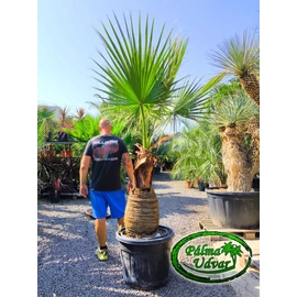Washingtonia Filifera 90cm törzs
