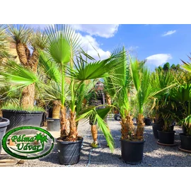 Washingtonia Filifera csoport 45L