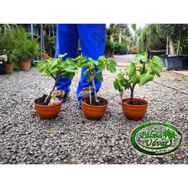 Édes törzses füge - Ficus carica 40-50cm teljes magásság