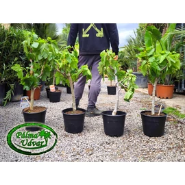 Édes törzses füge - Ficus carica Mini Copa