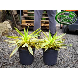 Yucca Gloriosa Citrus Twist - Citromsárga-tarka pompás jukka