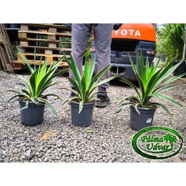 Yucca Gloriosa Variegata - Tarkalevelű Pompás Pálmaliliom 3,5L